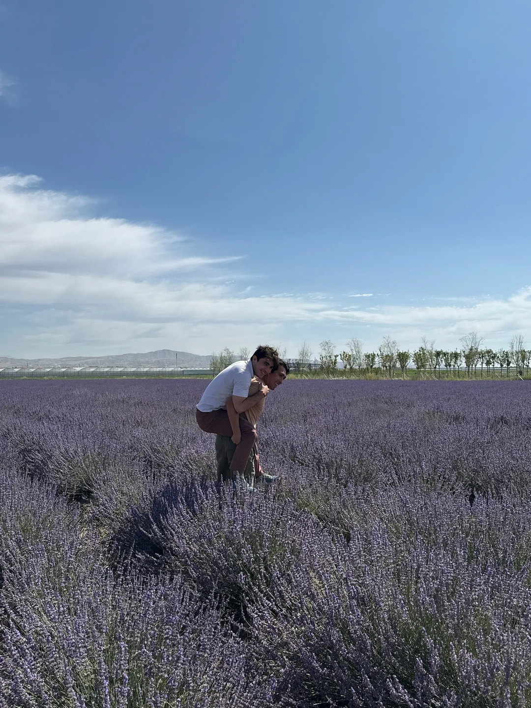Lavender Fields