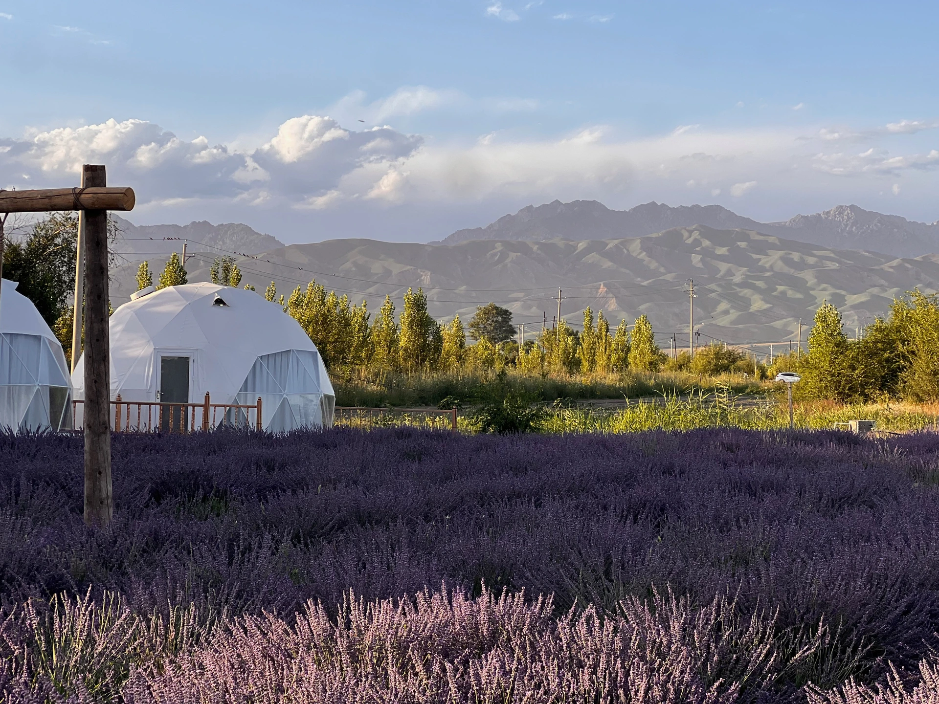 More Lavender Fields