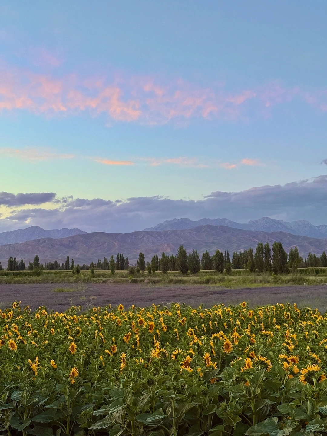 Sunflowers